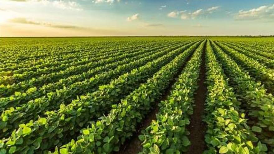 En una década la producción sojera subió apenas 10% en la Argentina