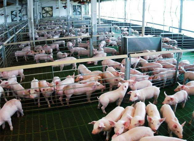 La aparición de un nuevo tipo de fiebre porcina hace temer una matanza sanitaria en Asia, que complique la exportación argentina