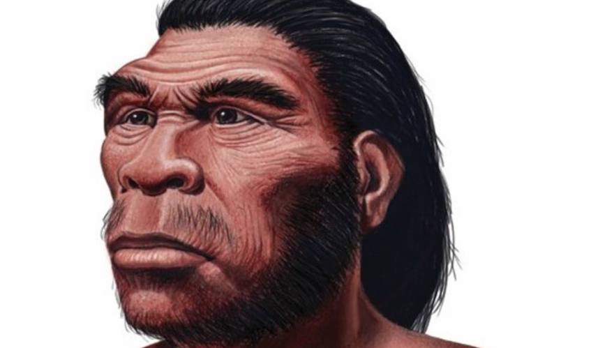 Homo habilis. Vivió hace 2,5 millones de años