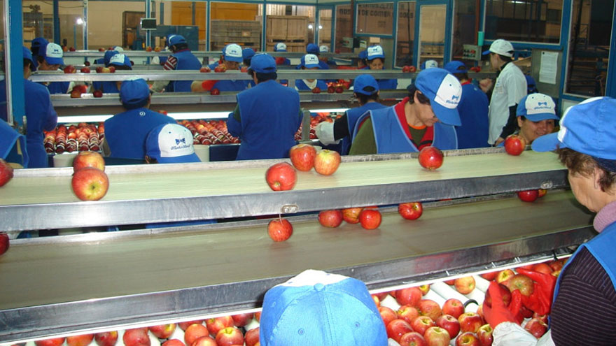 Industria de las frutas: empaque de manzanas.
