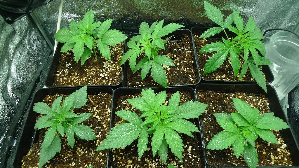 Los productores privados de cannabis deben estar habilitados por Anmat.