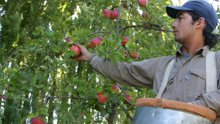 Prevén quiebras masivas de productores de peras y manzanas por el bloqueo de Brasil