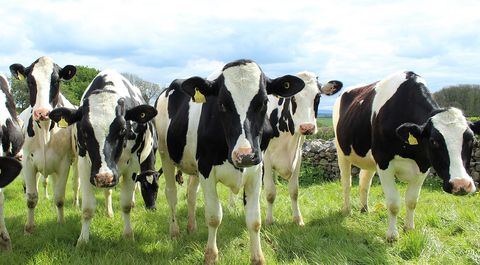 Llega el "asado verde": impulsan la producción sustentable de carne argentina
