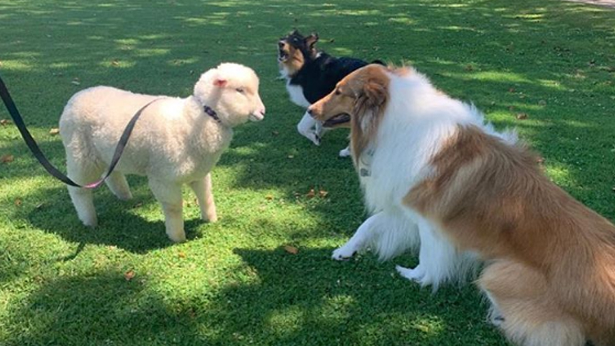 El perro del Presidente aparece en el spot de