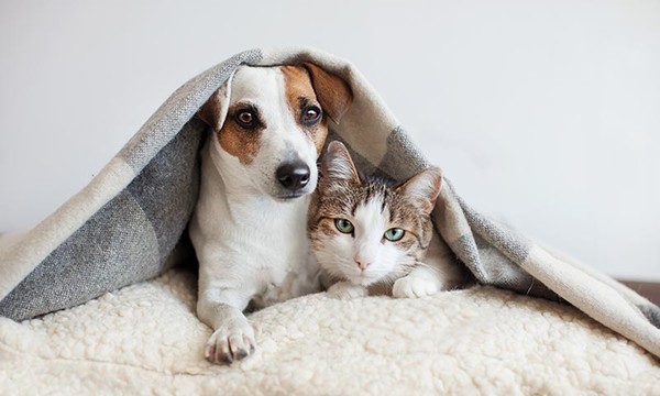 En HSBC ofrecieron a los empleados atención veterinaria gratuita y a distancia