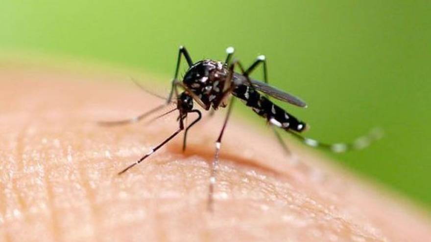 El mosquito es uno de los transmisores de este virus