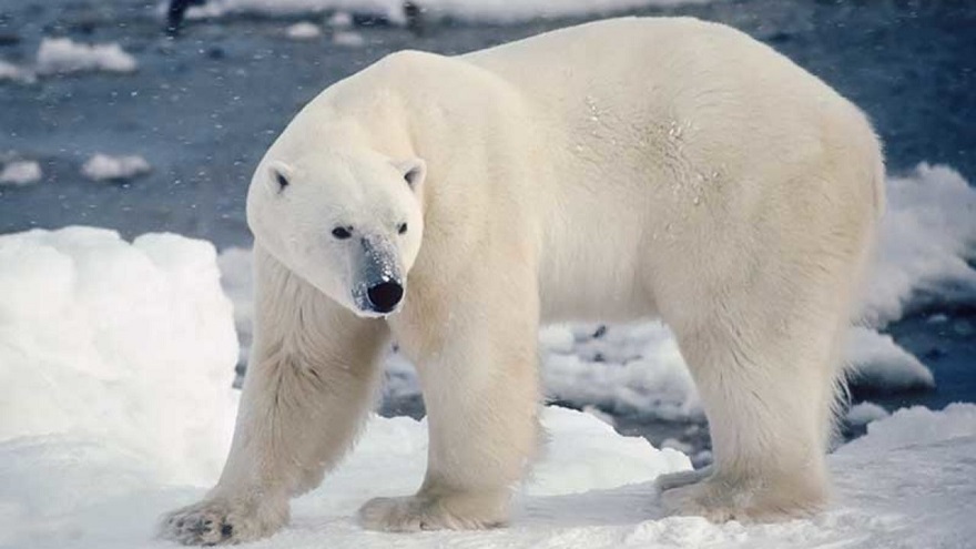 Oso polar, un animal en peligro de expansión.