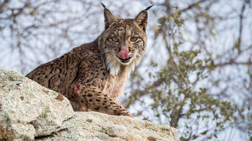 Lince Ibérico, en peligro de extinción por la caza ilegal.