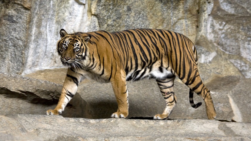 Tigre de Sumanatra, una de las especies más amenazadas.