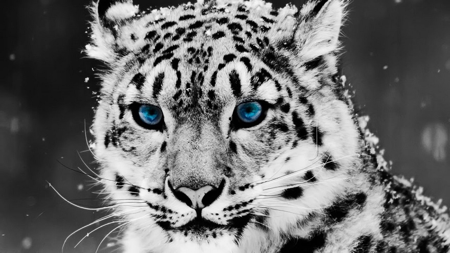 Leopardo de las nieves, es tan esquivo, que no se sabe cuántos quedan.