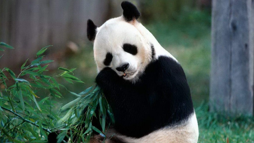 Oso Panda, otra especie en extinción.