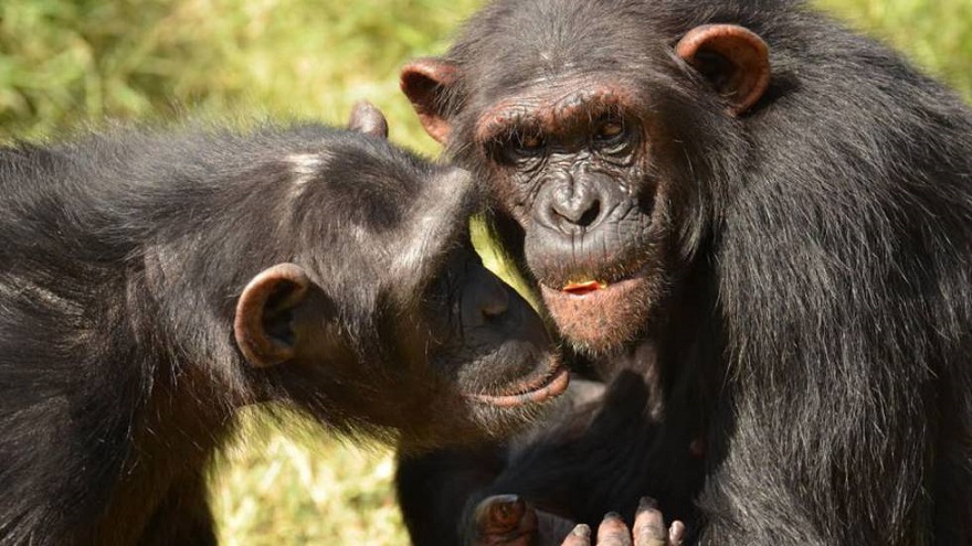 Chimpancé común, otro animal en riesgo de desaparecer.