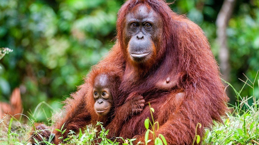 El Orangután es otro de los animales que corre riesgo.