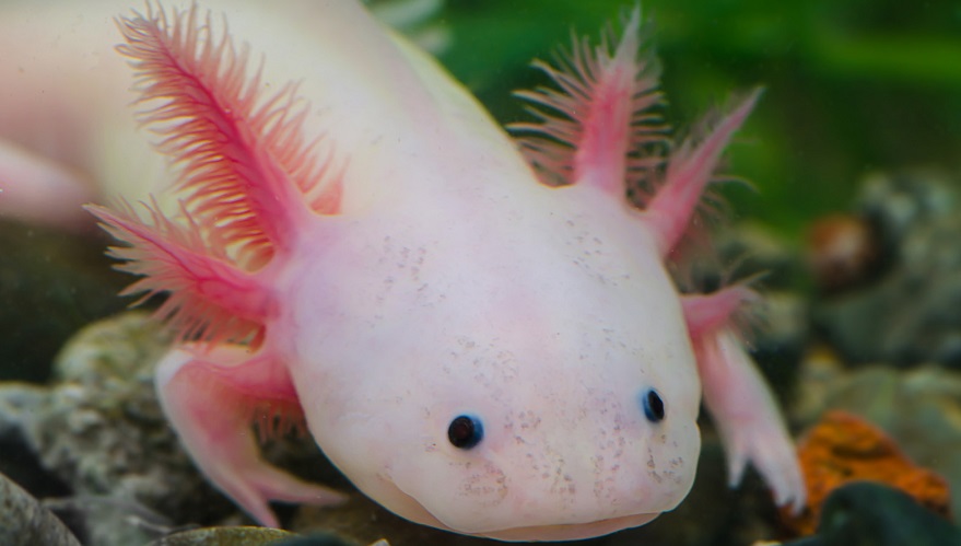 Otra especie en extinción en el mundo