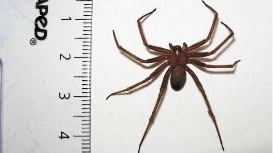 Este es el tamaño de la araña de rincón