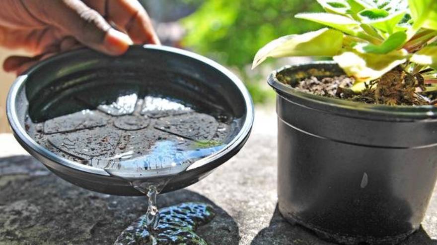 El agua estancada en los domicilios favorece el desarrollo del mosquito