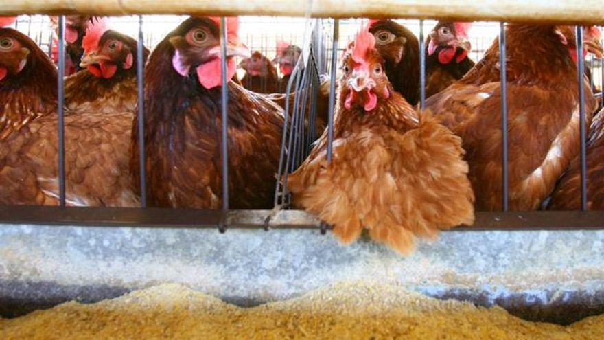 Los brotes de gripe aviar obligaron a sacrificar miles de aves.