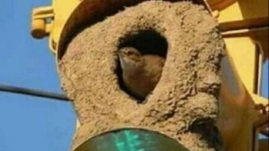 El hornero que construyó su nido en el semáforo del cruce entre dos avenidas