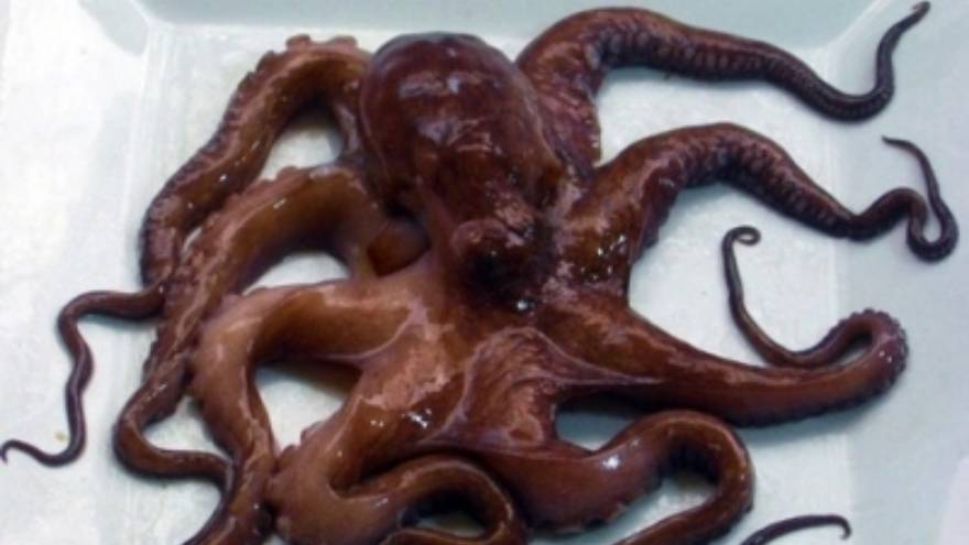 El pulpo vivo es un alimento peligroso