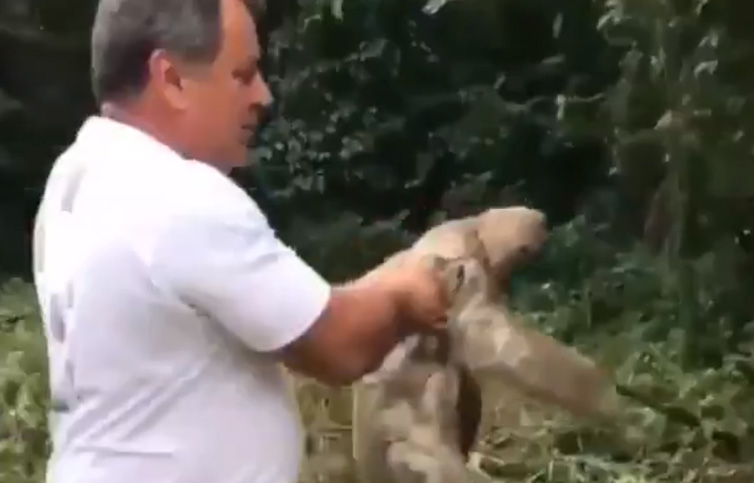 Video: ayudaron a un perezoso a cruzar la ruta