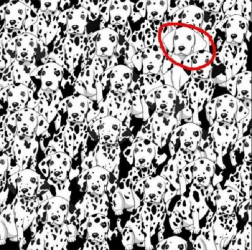 encontrá el perro sin manchas entre muchos dalmatas