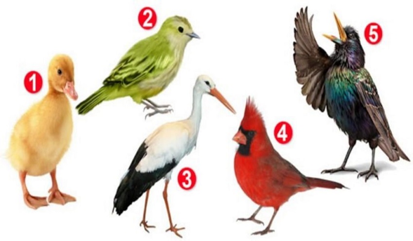 Elegí un pájaro y descubrí aspectos ocultos de tu personalidad