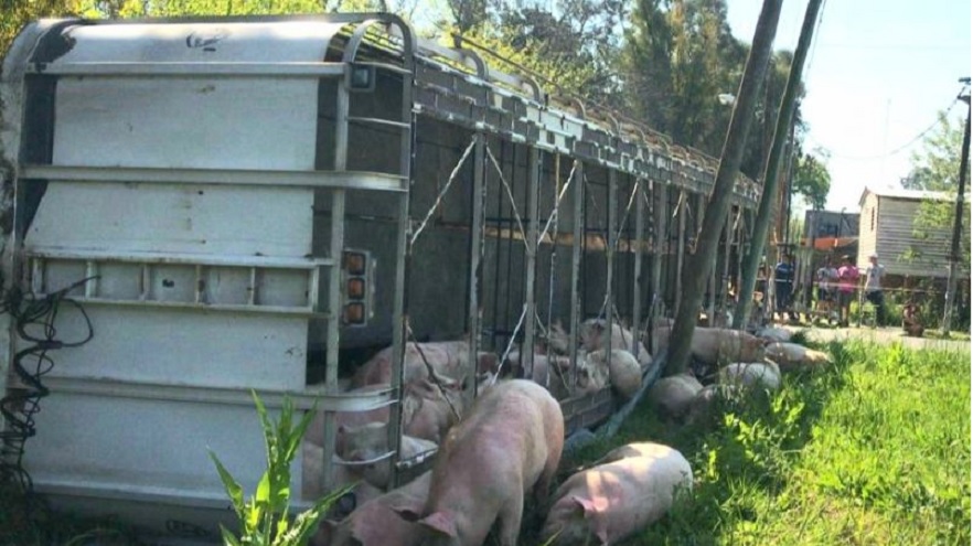 Volcó un camión con 150 cerdos y la gente los carneó en plena la calle