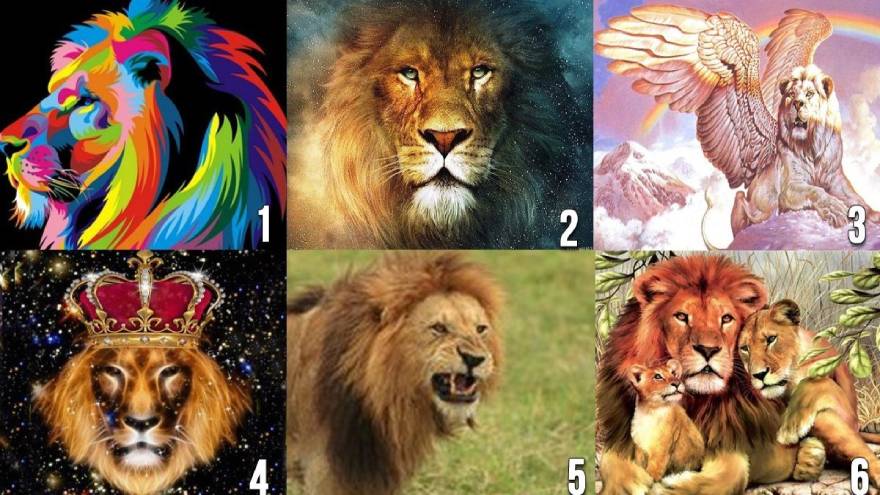 ¿Qué león elegís?