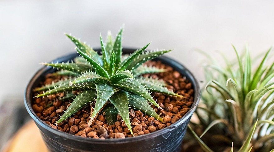 Aloe vera, muy usado entre los egipcios.