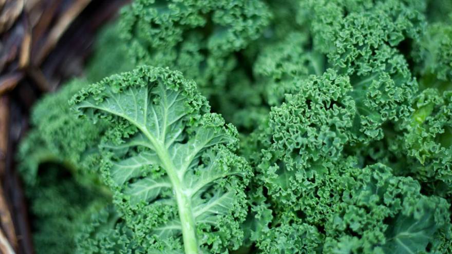 El kale es un alimento cuya popularidad ha crecido en los últimos años