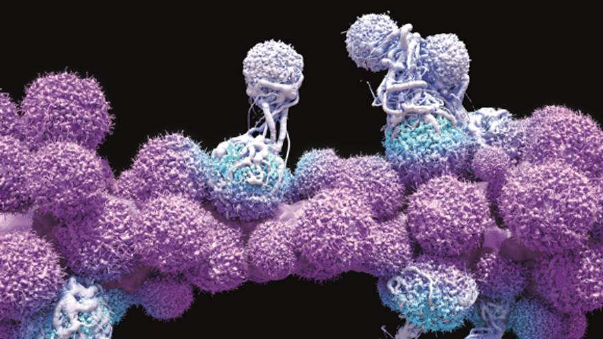 El sistema inmunitario de las llamas podría ayudar a tratar ciertos tipos de cáncer
