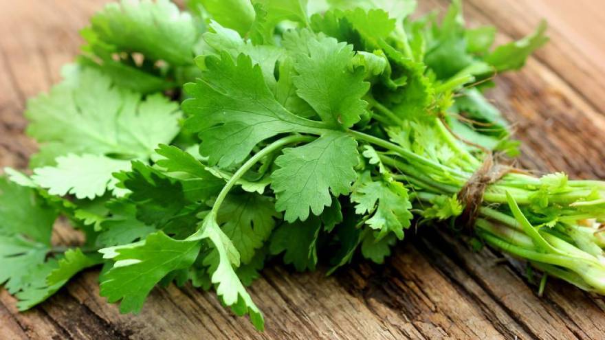 El cilantro es de la familia del perejil y es originaria de Asia