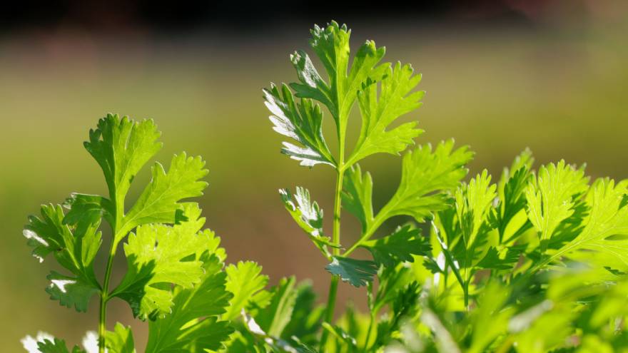 Según las culturas ancestrales, el cilantro tendría algunas propiedades medicinales