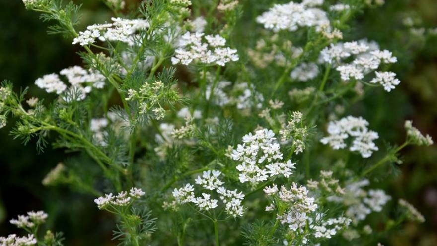 Así son las flores del cilantro