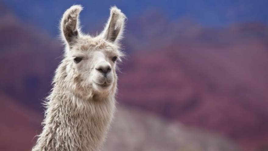 Las llamas podrían ayudar en el tratamiento contra el cáncer