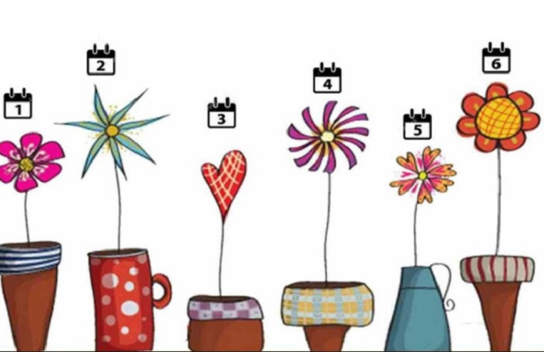 Elegí una planta y conocé tu nivel de narcisismo