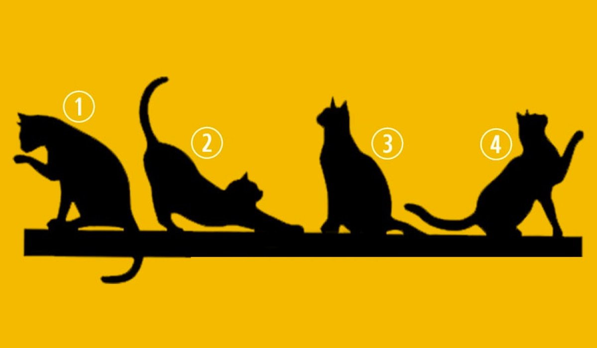 ¿Qué gato elegis? Tu elección te guiará en el propósito de tu vida