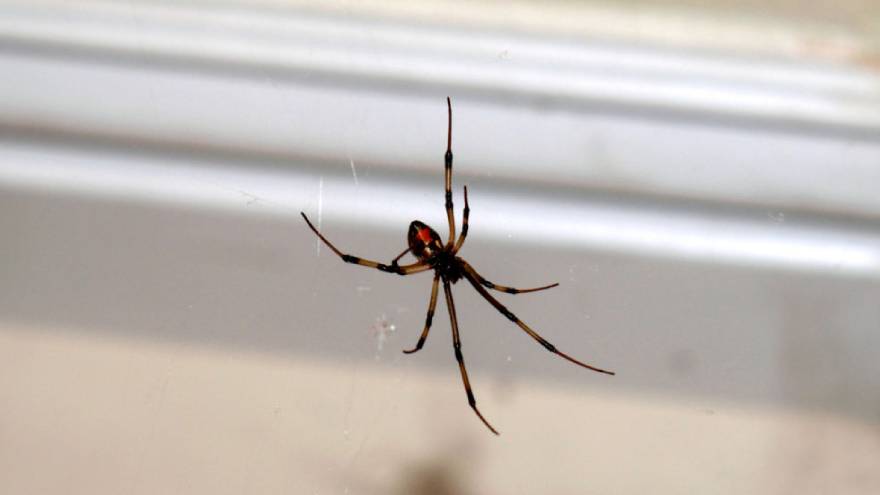 A veces, soñar con insectos también puede implicar soñar con arañas, que son arácnidos y no insectos