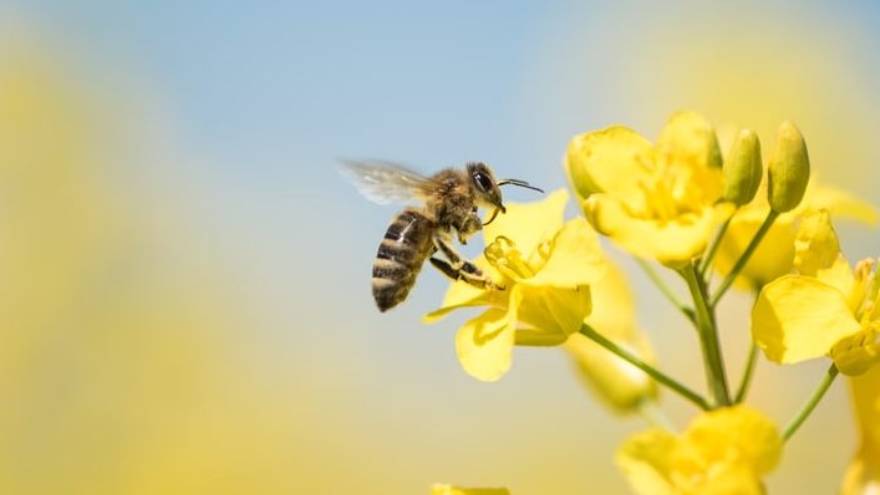 Las abejas pueden ser uno de los insectos que aparecen en los sueños y tiene un significado