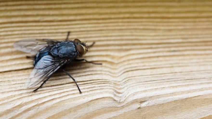 Las moscas pueden aparecer cuando se sueña con insectos