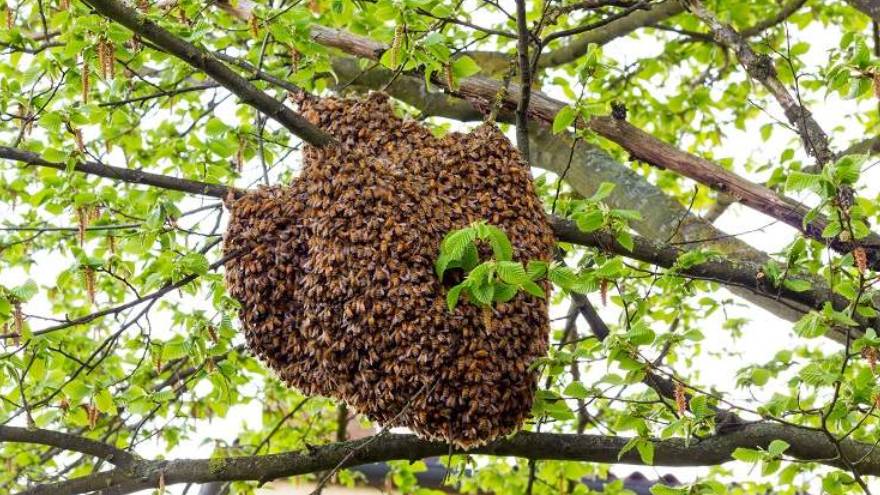 La colmena de abejas puede indicar abundancia cuando aparece en los sueños