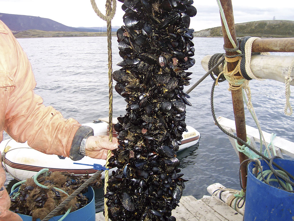 Fuentes de la empresa explicaron que el nuevo proyecto pone en valor el Canal Beagle y busca generar una nueva ventana de Tierra del Fuego al mundo.