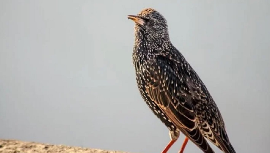 Aves en peligro de desaparecer.