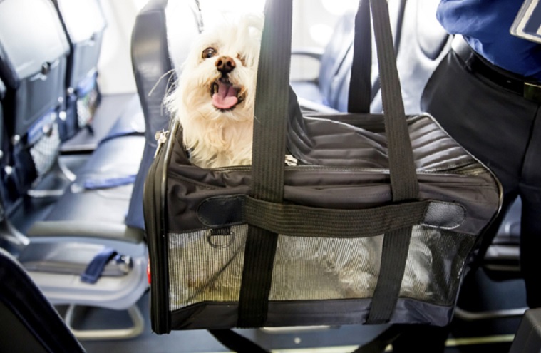 Otra aerolínea empieza a otorgar millas por mascotas