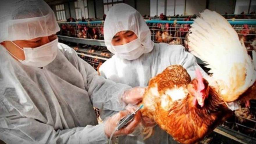 Países de Asia y de Europa han reportado casos de gripe aviar