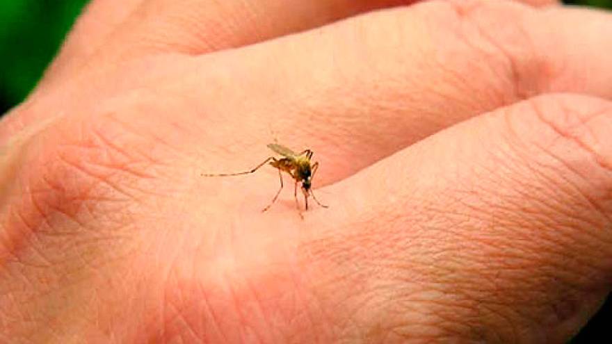 El mosquito del dengue