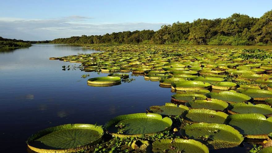 Los esteros del Iberá