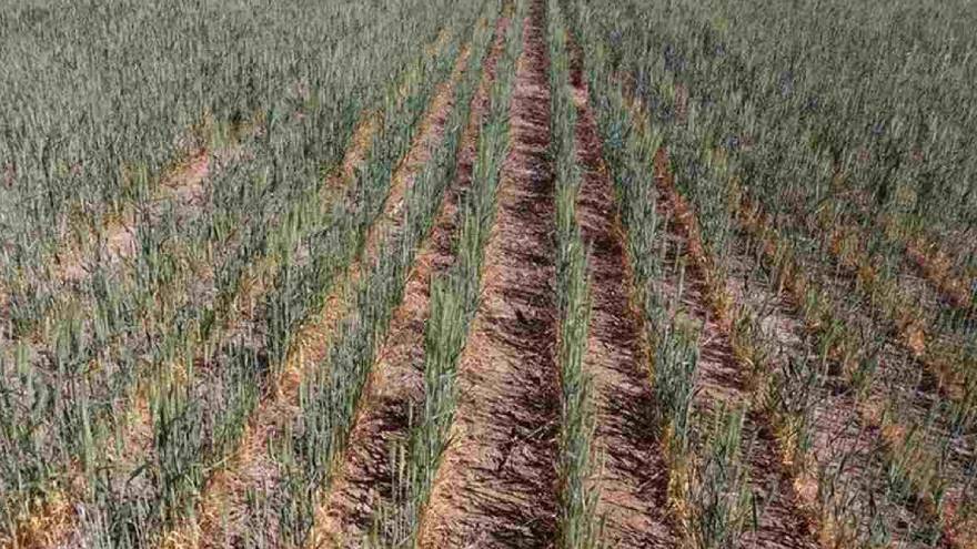 El calor está impactando fuerte en el campo