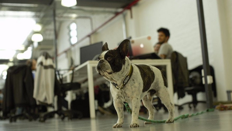 Mascotas en las oficinas de Eventbrite en Mendoza
