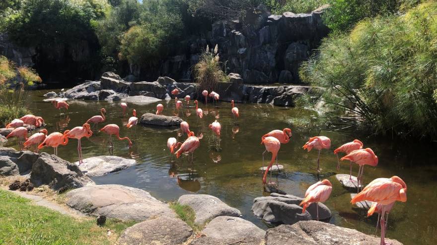 La visita a Temaiken es una de las opciones para elegir durante estas vacaciones de invierno 2022